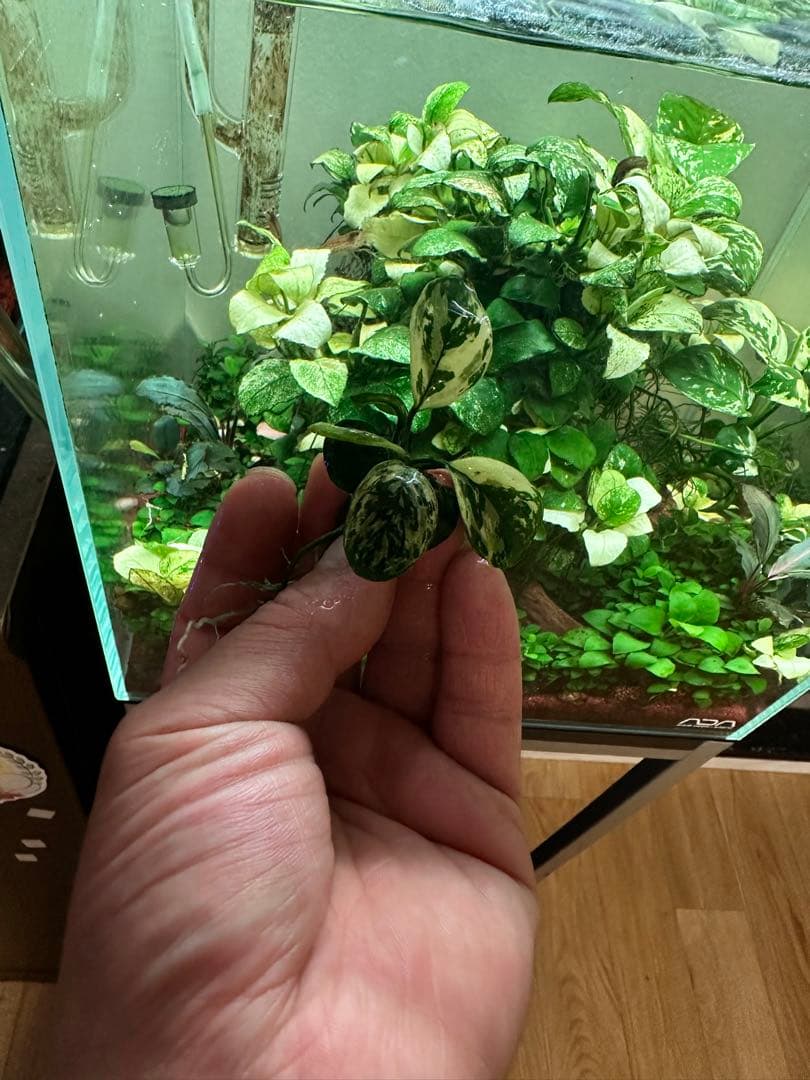 アヌビアスナナ　斑入りキング　5株