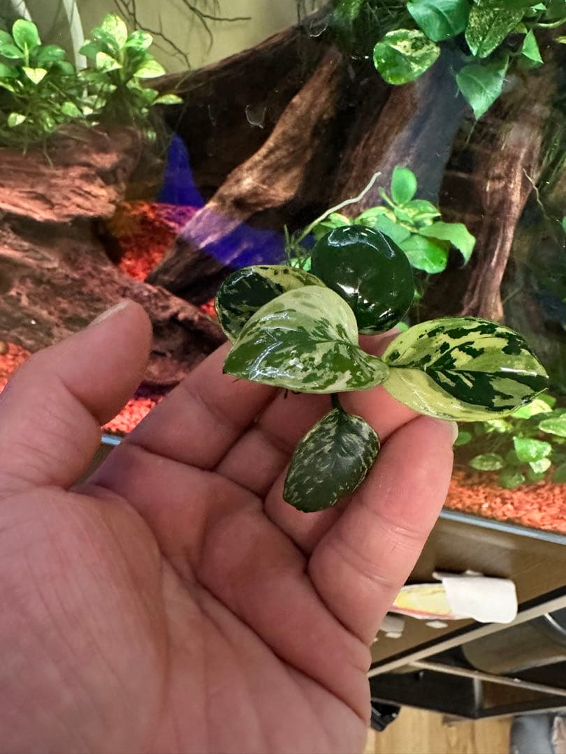 アヌビアスナナ　斑入りキング　5株