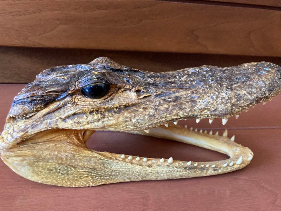 ワニ　カイマン　アリゲーター　頭部