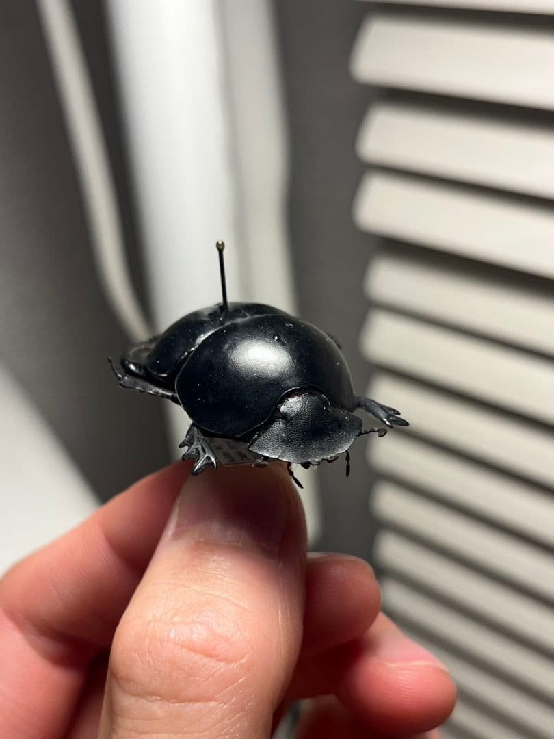 【35mm】ピンポンタマオシコガネ 飛べないフンコロガシ オオニジダイコクコガネ