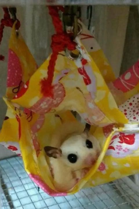 モモンガハウス(ペンギン柄)夏仕様  涼しい夏生地を使用❗️1550円