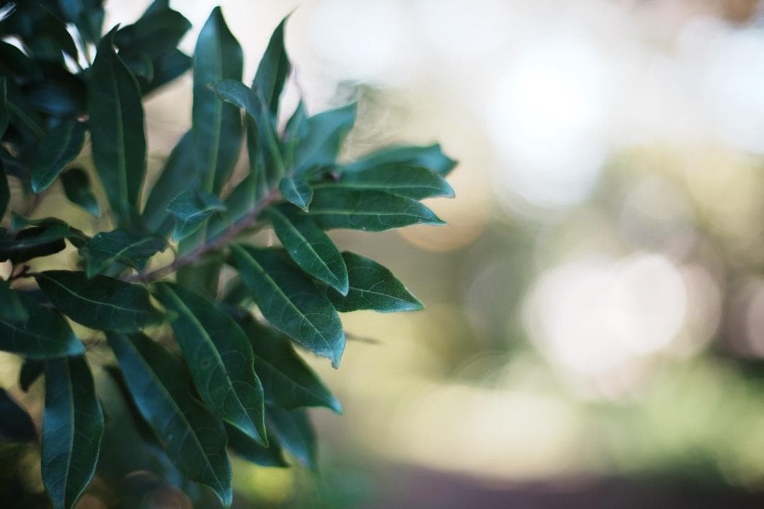 【整備＆テスト済】XR RIKENON 55mm F1.2 183