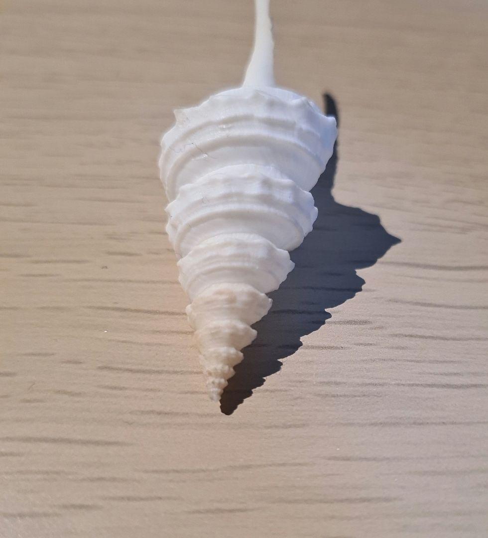 貝殻 Coluzea Juliae