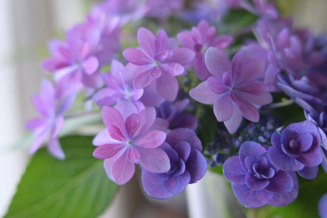 初心者の方にもおすすめ！ Nikon Z50＆NIKKOR 40mm f/2