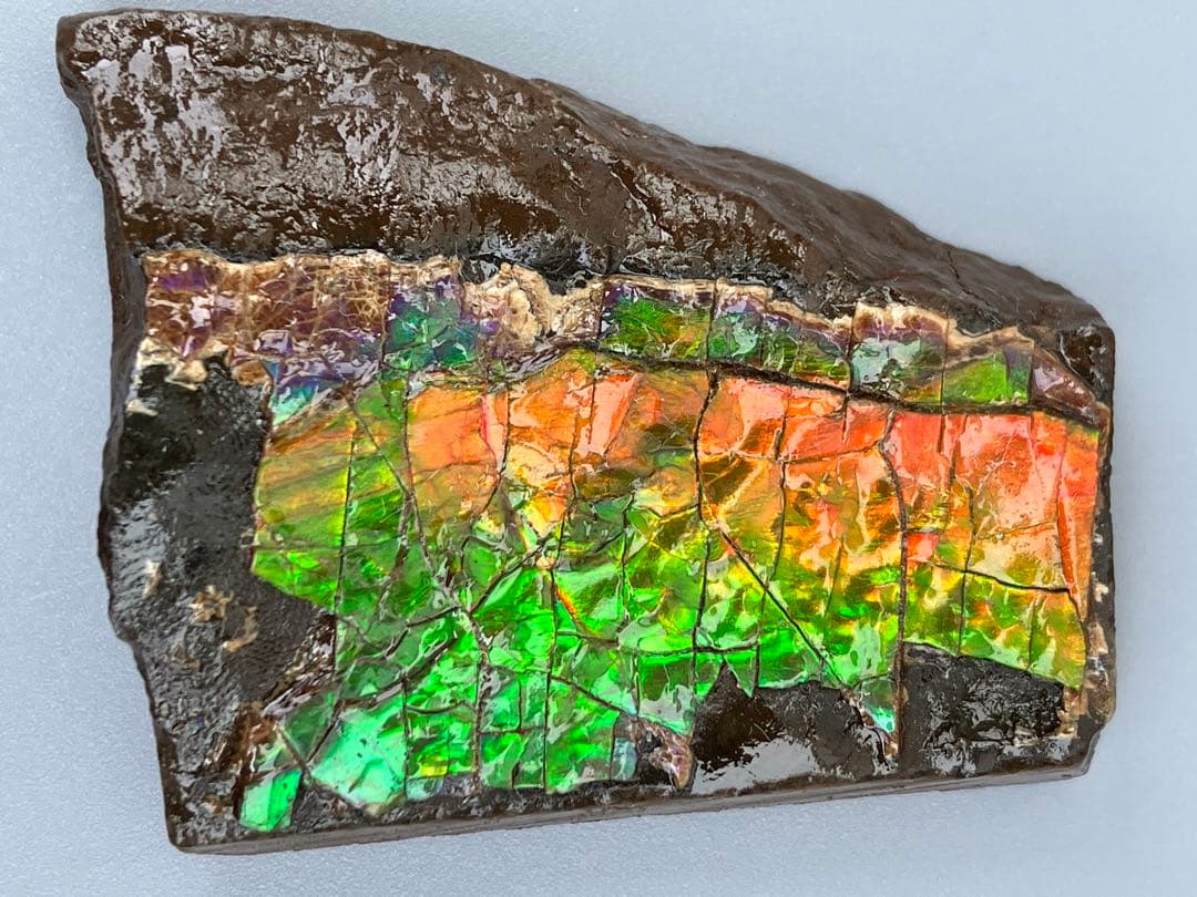 化石　原石　アンモライト　アンモナイト　幅4.4cm カナダ産　置物　箱付き