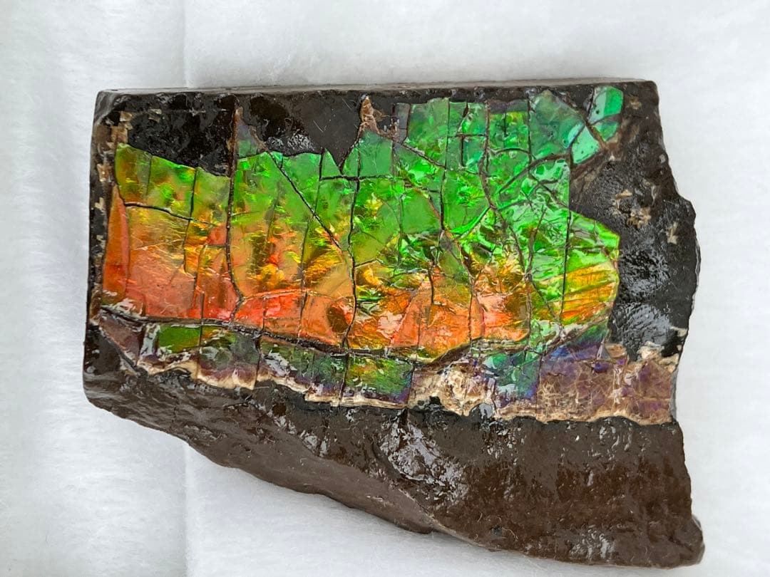 化石　原石　アンモライト　アンモナイト　幅4.4cm カナダ産　置物　箱付き