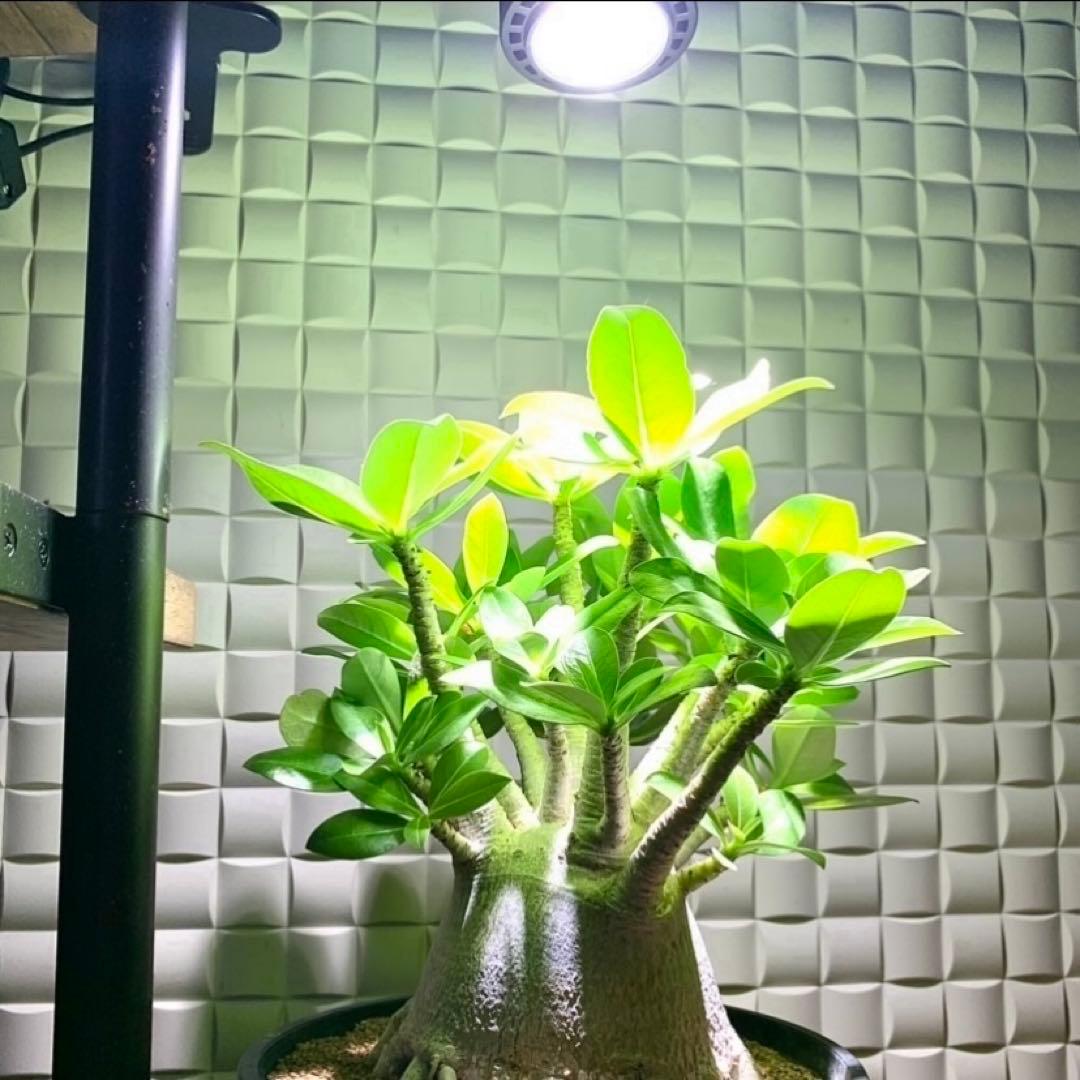 15W植物育成ライトGrowLight 6000K 2個　ライトクリップ2個
