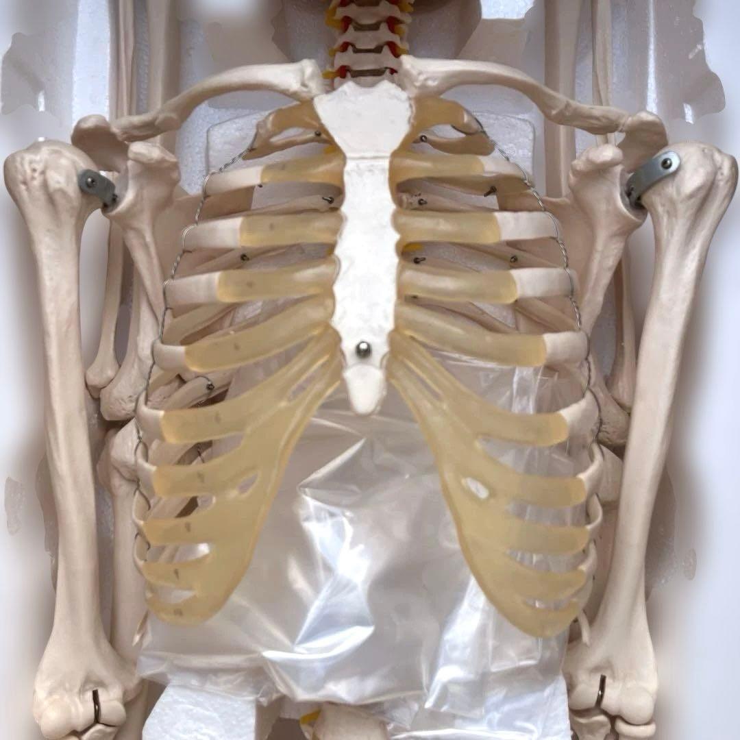 可動関節付き全身骨格模型 等身大約180cmキャスター付き