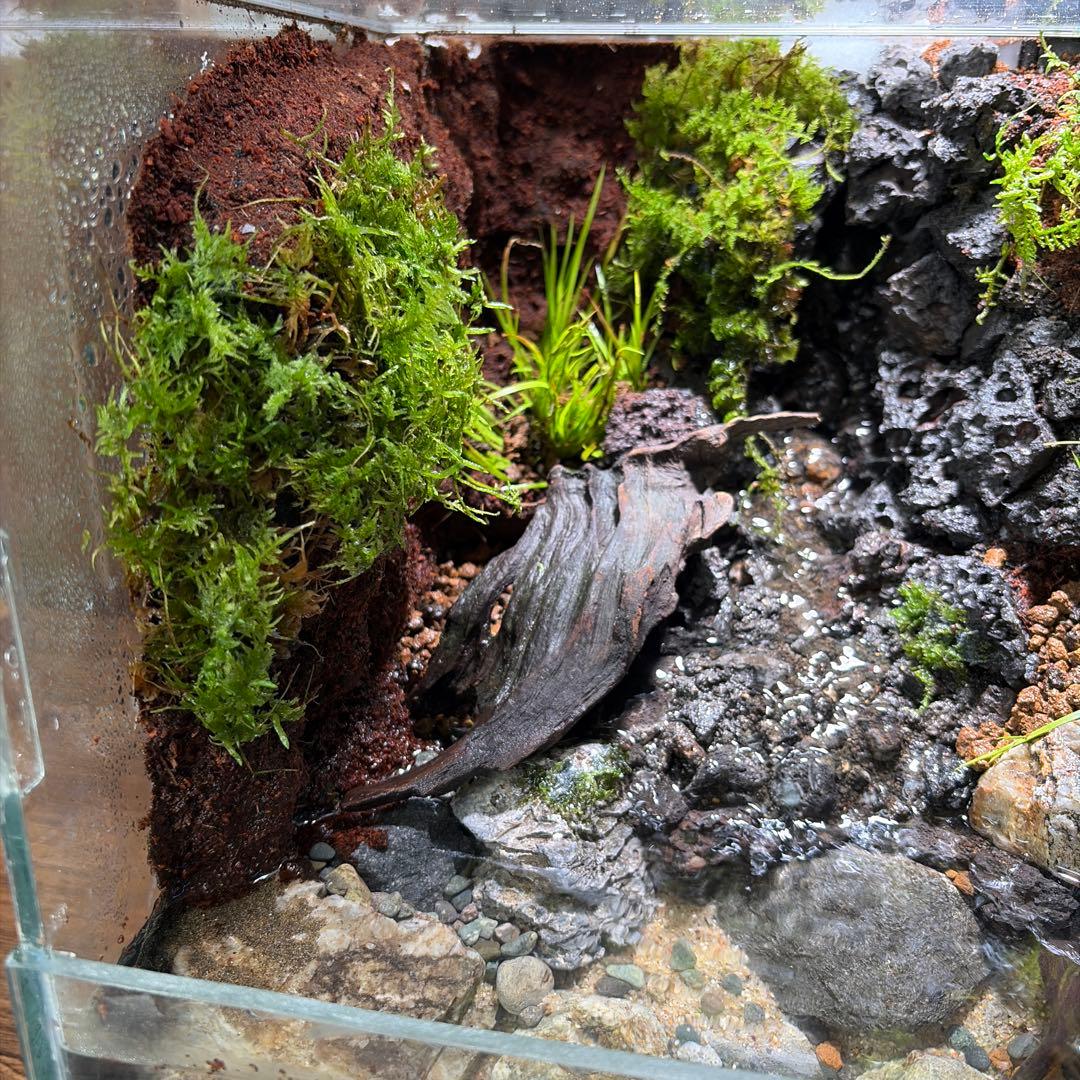 沢のあるアクアテラリウム