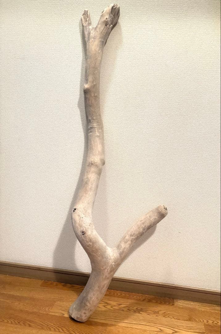 G7 流木　灰汁抜き処理済み　美肌美白特大流木122cm