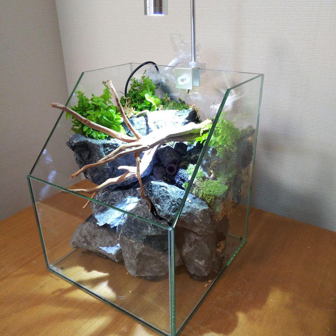 【完成品】 苔テラリウム 苔ボトル ホソバオキナゴケ　アクアテラリウム