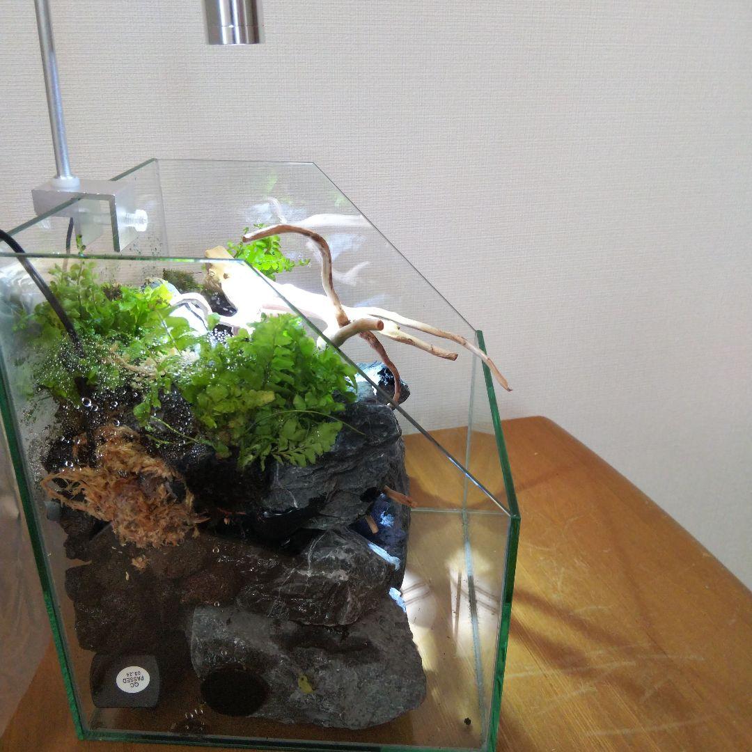 【完成品】 苔テラリウム 苔ボトル ホソバオキナゴケ　アクアテラリウム