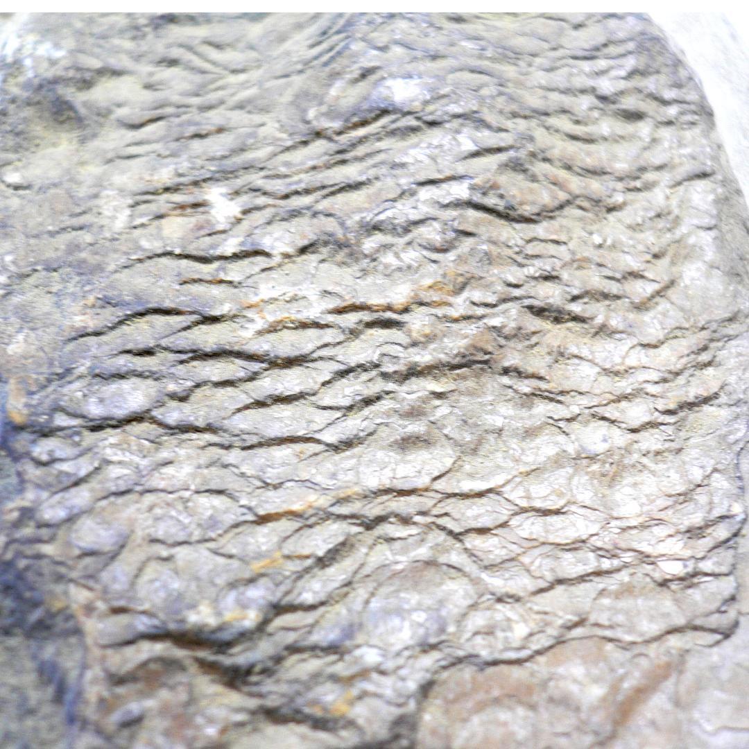 値下げしました！　ブラジル産のレアな古代魚の化石