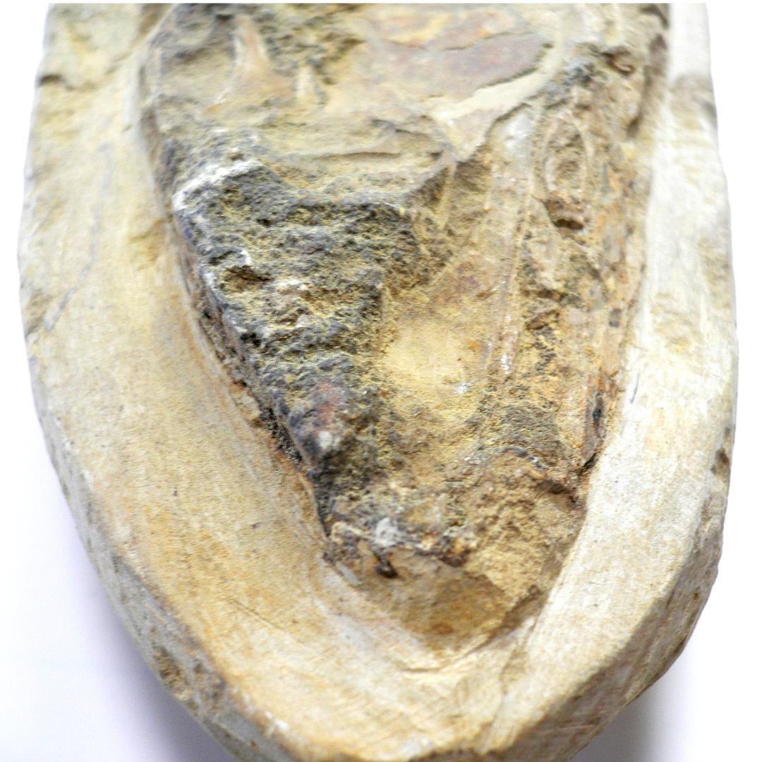 値下げしました！　ブラジル産のレアな古代魚の化石