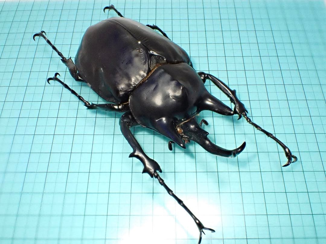 【標本】アクティオンゾウカブト　フレンチギアナ領産　102.2ミリ　野外品