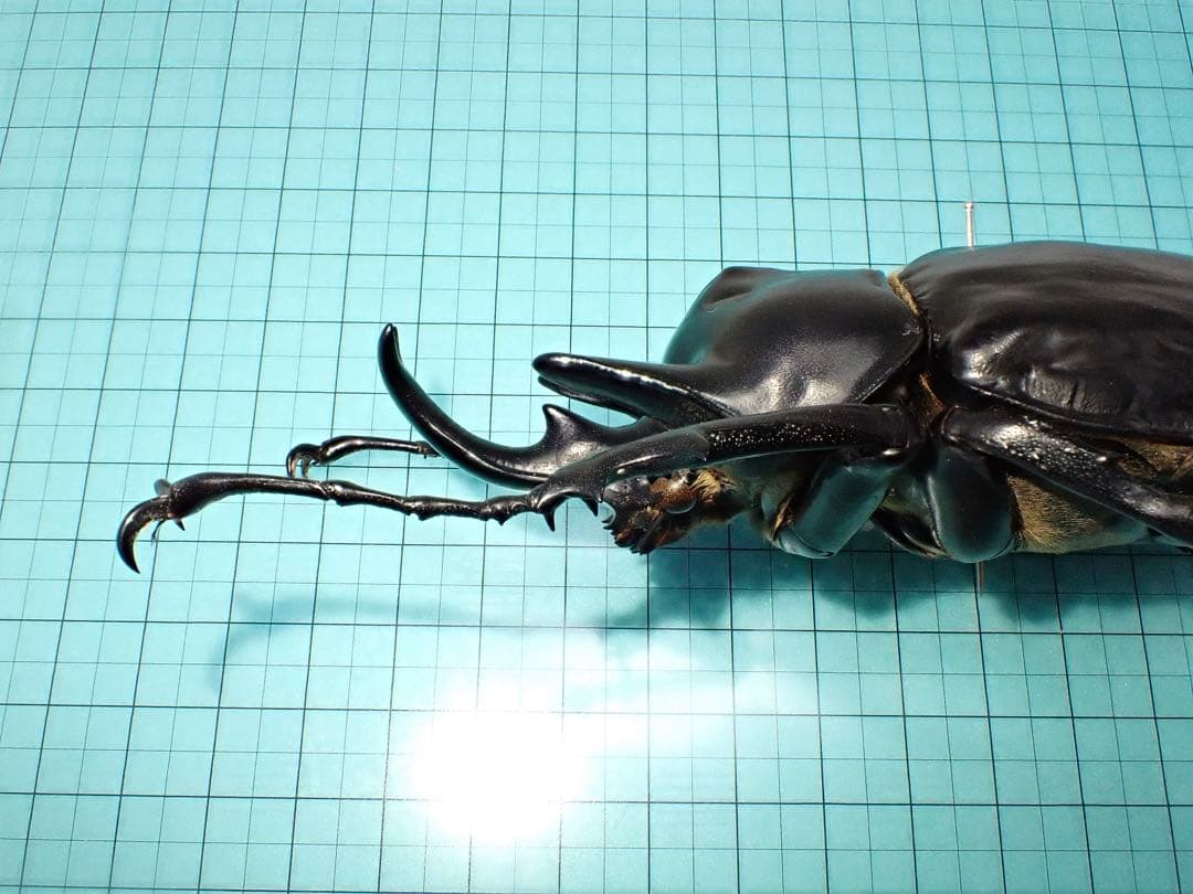 【標本】アクティオンゾウカブト　フレンチギアナ領産　102.2ミリ　野外品