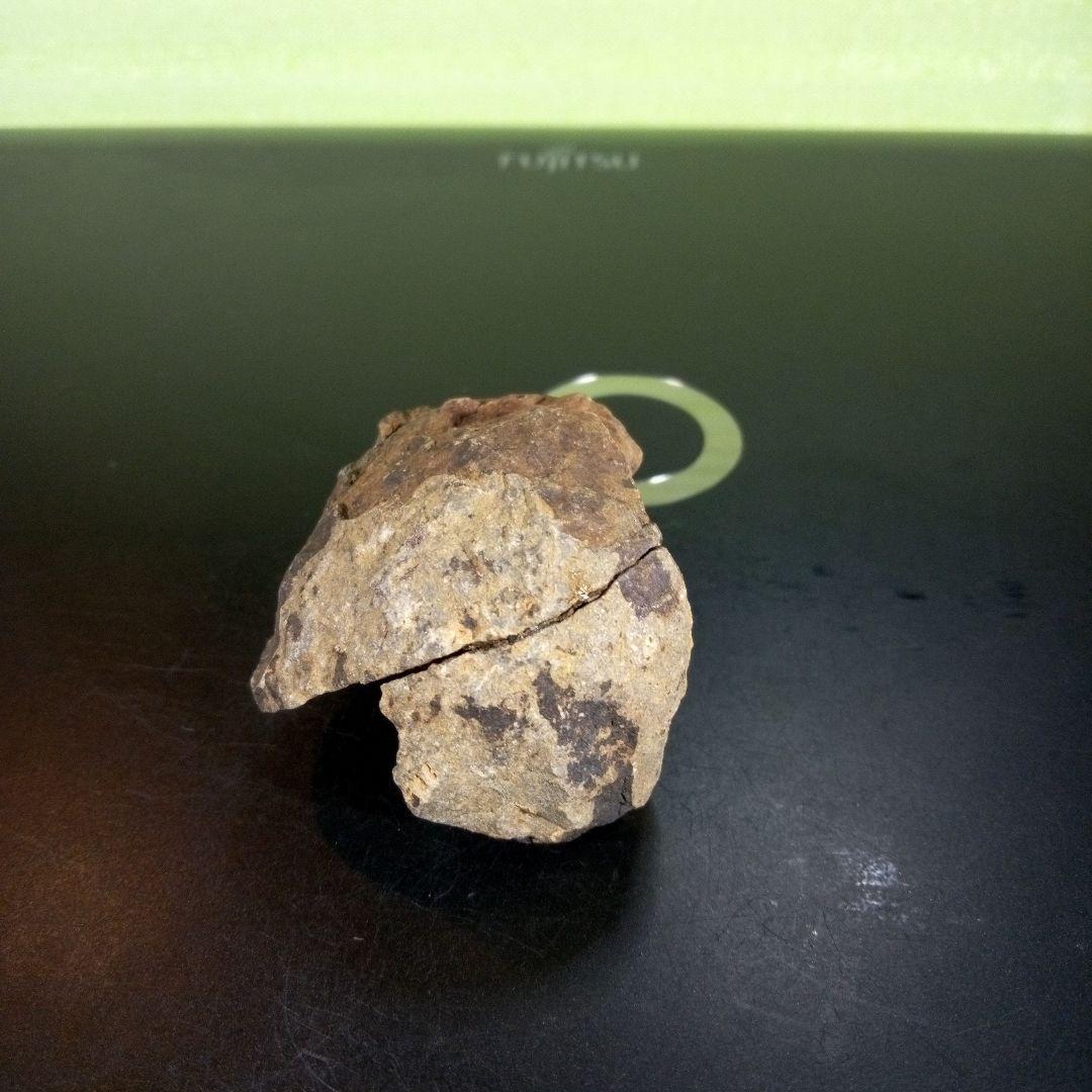 三葉虫　化石　ボリビア産　南アメリカ　trilobite　Bolivia三葉虫⑥