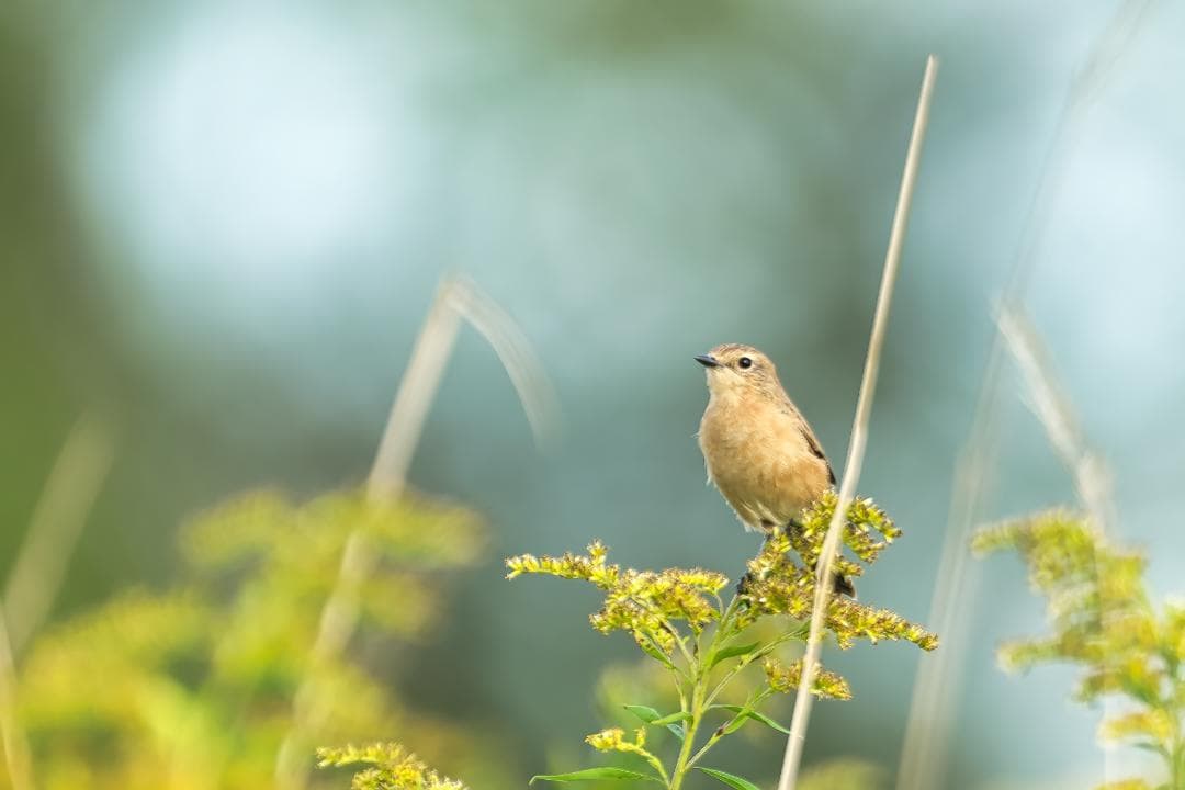 ジャンク　Nikon AF-S NIKKOR ED 600ｍｍｆ４Ｄ