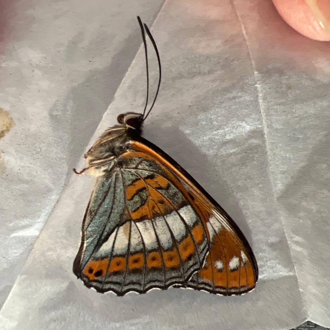 オオイチモンジチョウ　モンゴル産10頭セット売り