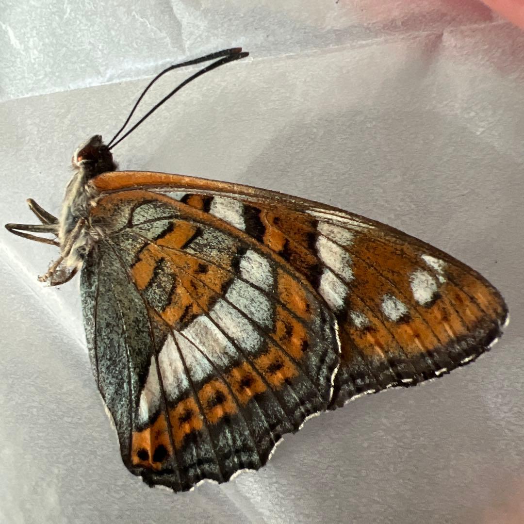 オオイチモンジチョウ　モンゴル産10頭セット売り