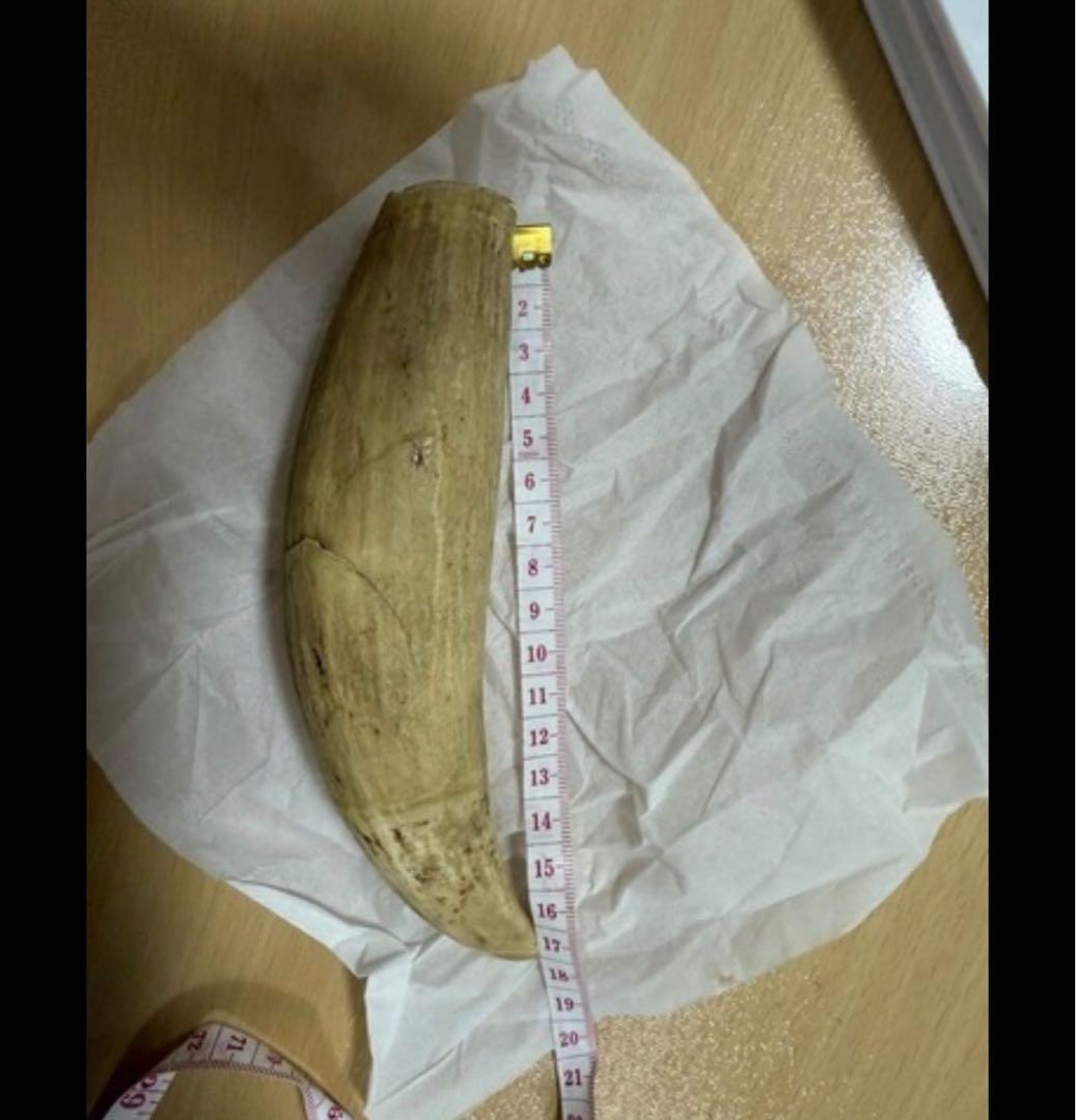 ■抹香鯨 鯨歯 牙