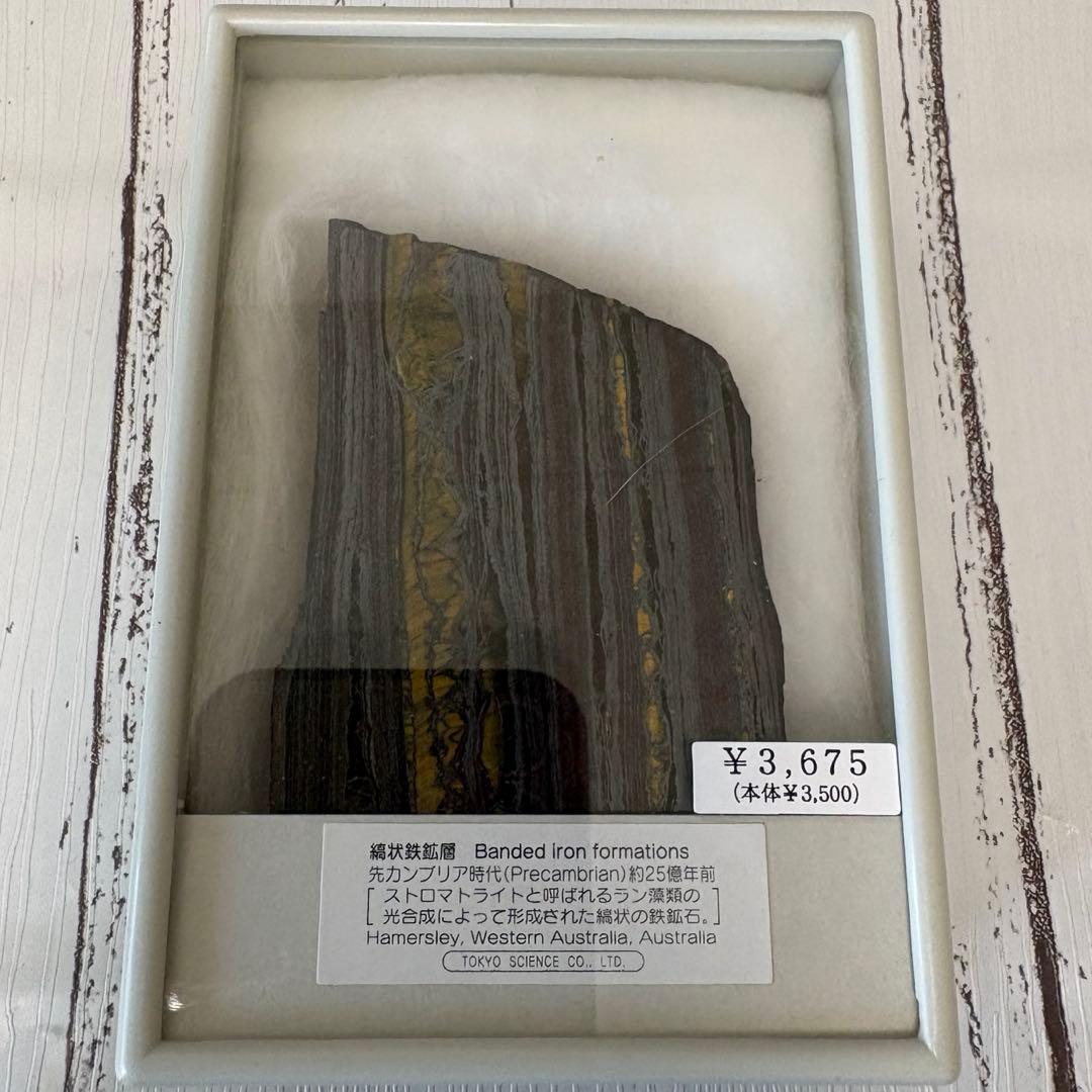 【美品】鉱物　サンゴ　化石　6点セット【総額 1万円以上】