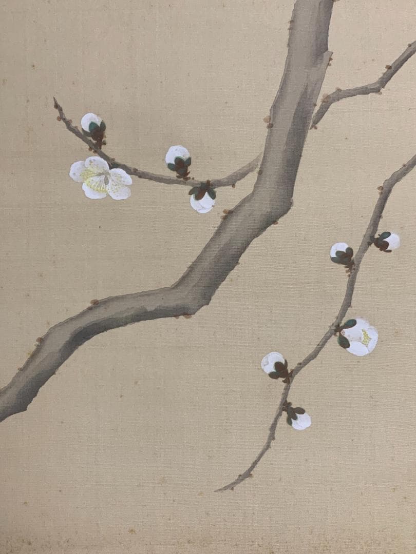 小林柯白 梅花小禽図 絹本肉筆 掛軸 光穂識箱 安田靫彦師事 842