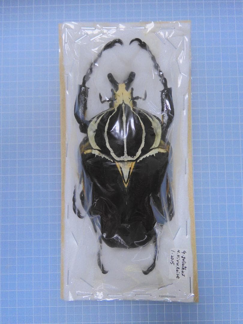 標本 Zaile Goliathus goliatus 101mm very big