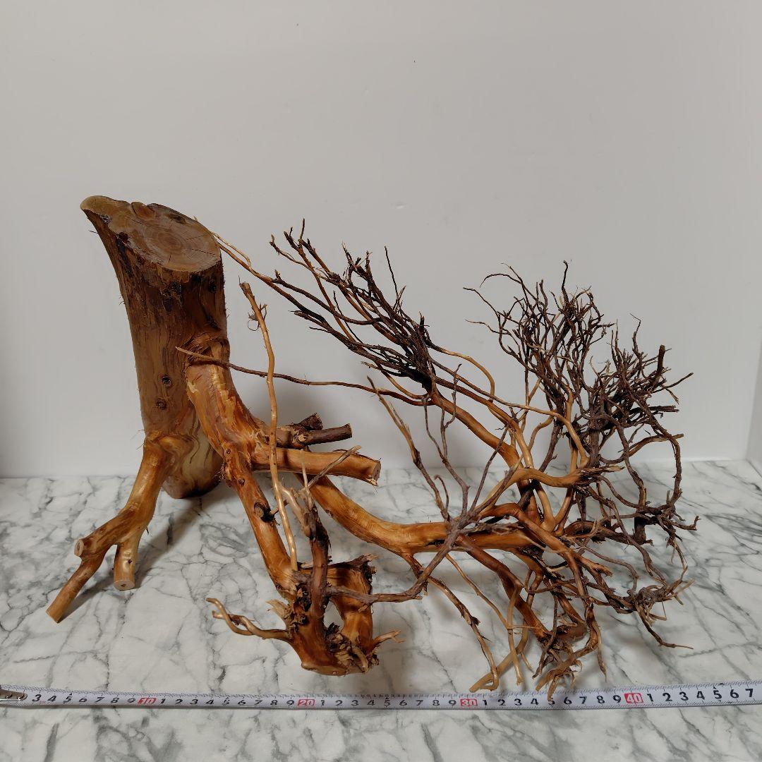 アク抜き済み流木【17】