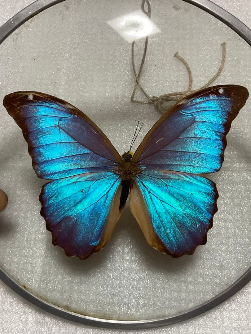 モルフォ蝶の標本盾／ブラジルのお土産。【ガラス製　MADE IN BRAZL】。