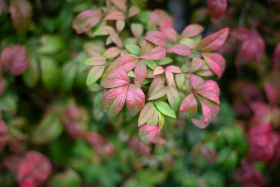 レンズ(単焦点) Carl Zeiss Planar 50mm f1.4 ZE For Canon