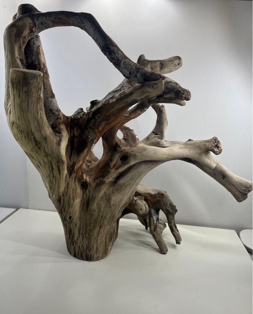 W21特大流木 アク抜き済み流木 爬虫類シェルター 止まり木 バードアスレチック