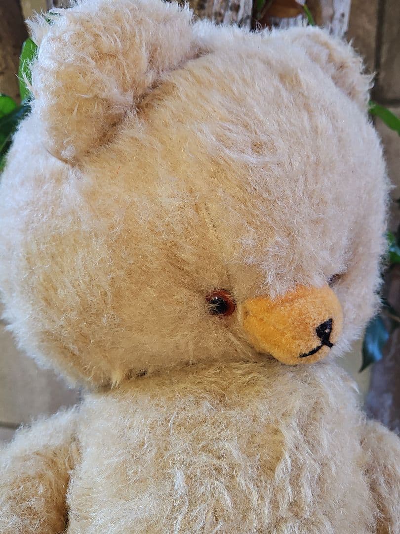 レア☆ DDRベア ベビーフェイスが可愛い大きな子 ʕ•ᴥ•ʔ