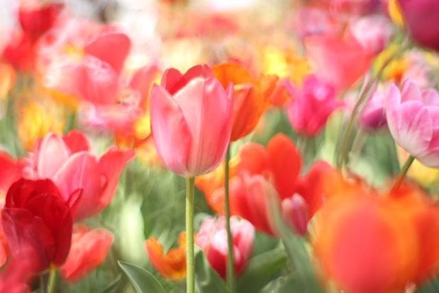 PENTAX SMC Takumar 55mm F1.8 宝石レンズ 改造レンズ