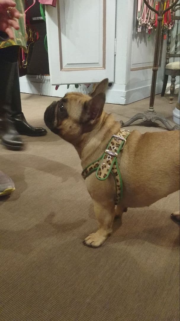 レザー緑ピンクハーネス