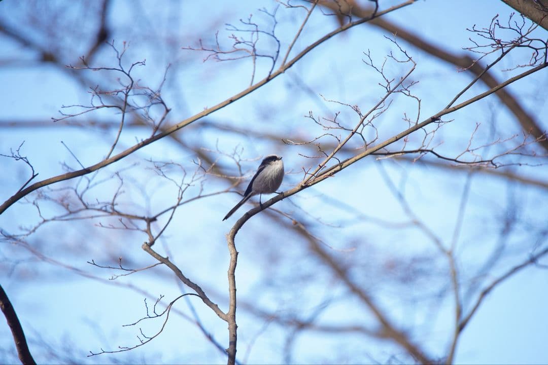 TAMRON SP 150-600mm F/5-6.3　難あり品