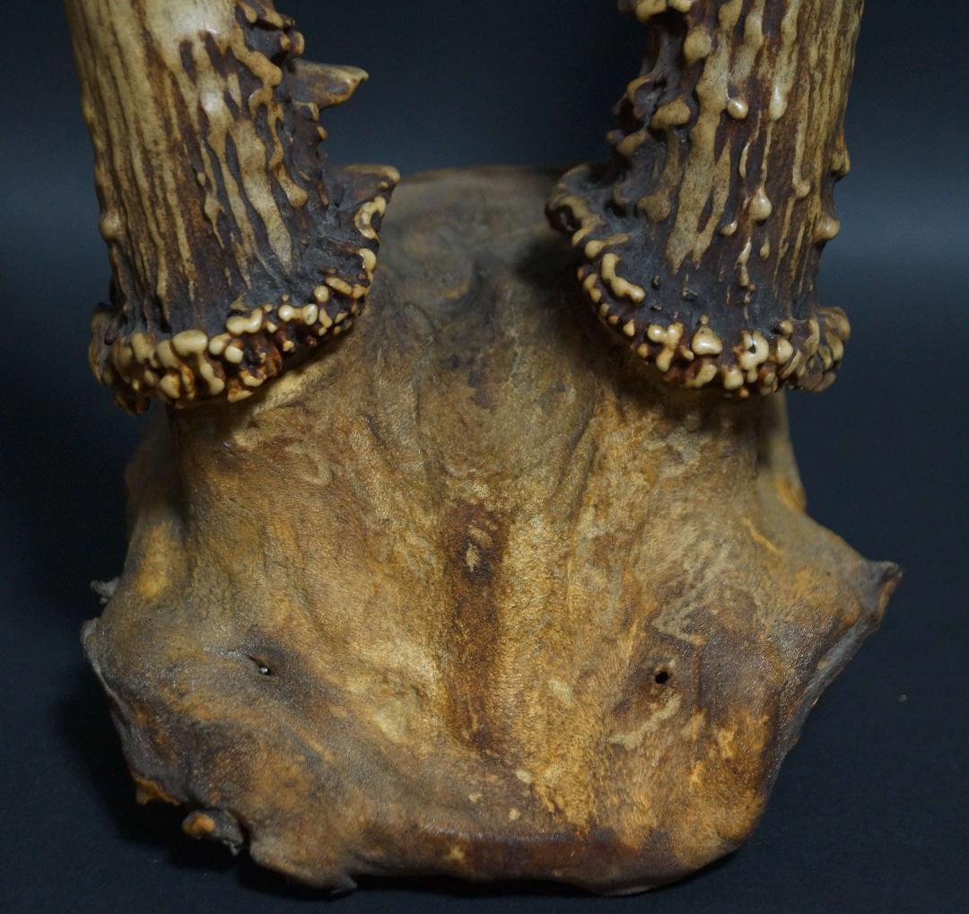 明治期 ハンティングトロフィーの鹿角 ノロジカの角 頭蓋骨付 刀置材料★時代物