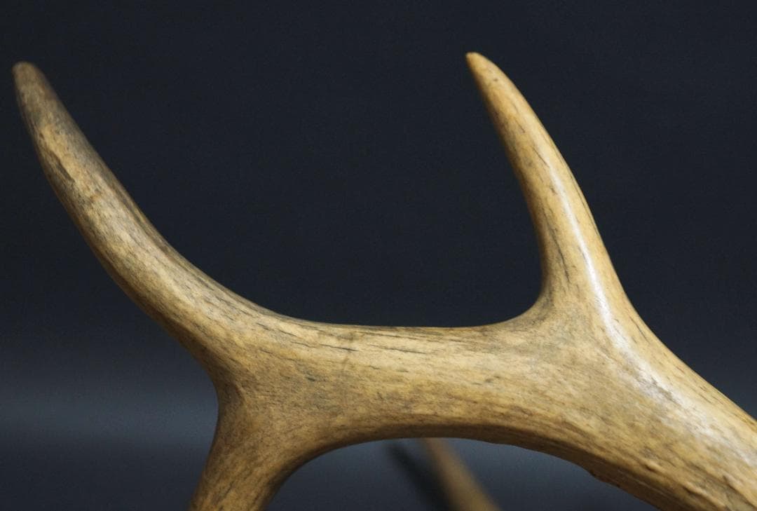明治期 ハンティングトロフィーの鹿角 ノロジカの角 頭蓋骨付 刀置材料★時代物