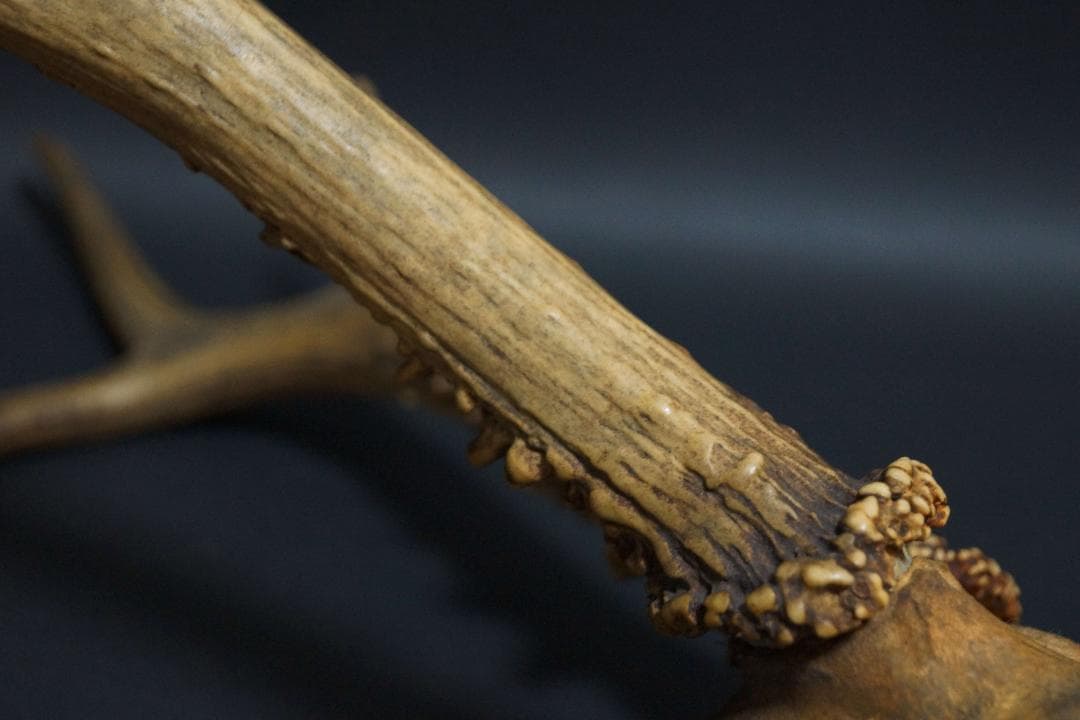 明治期 ハンティングトロフィーの鹿角 ノロジカの角 頭蓋骨付 刀置材料★時代物