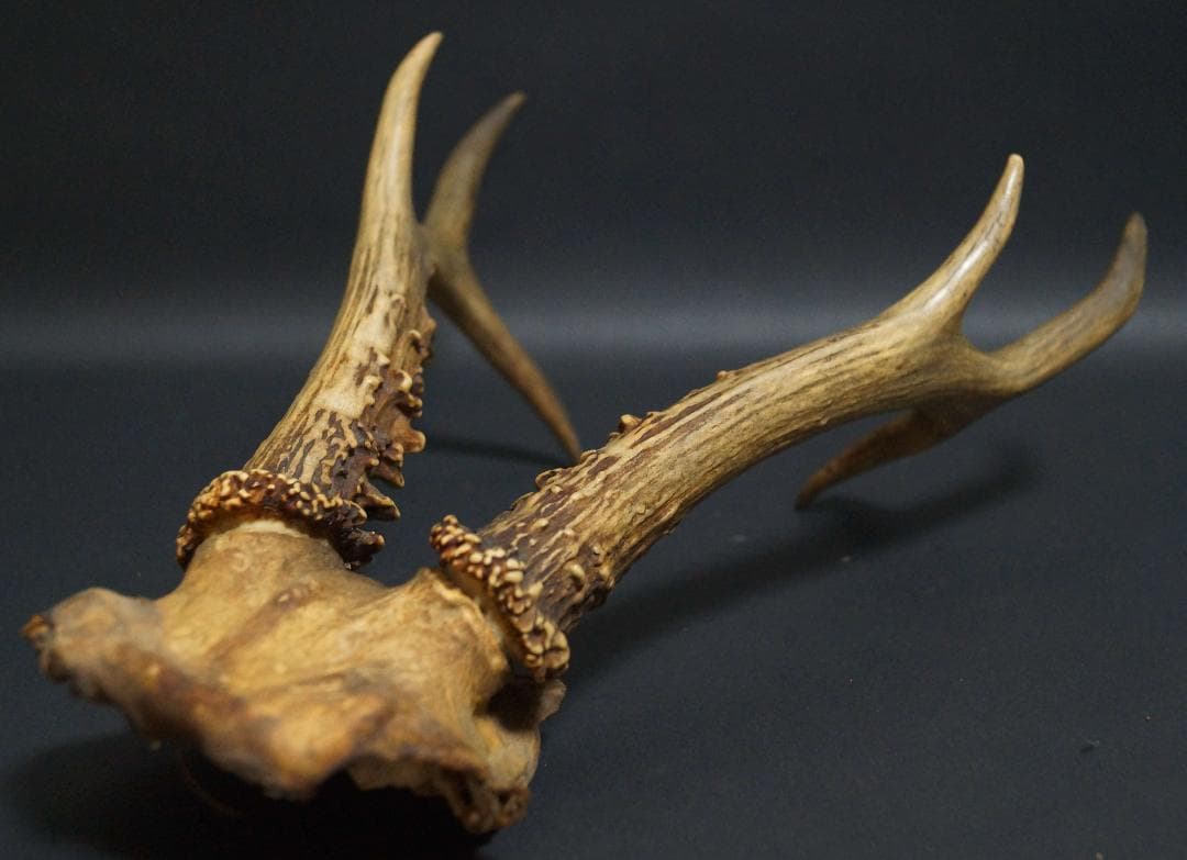 明治期 ハンティングトロフィーの鹿角 ノロジカの角 頭蓋骨付 刀置材料★時代物