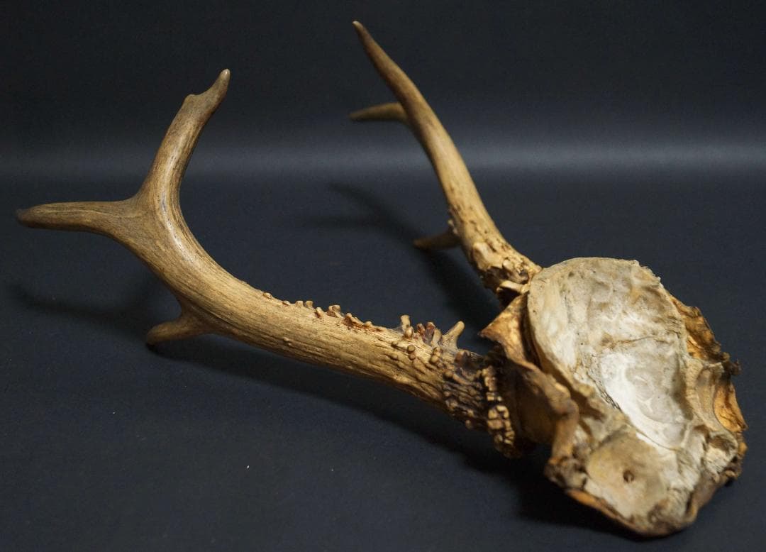 明治期 ハンティングトロフィーの鹿角 ノロジカの角 頭蓋骨付 刀置材料★時代物