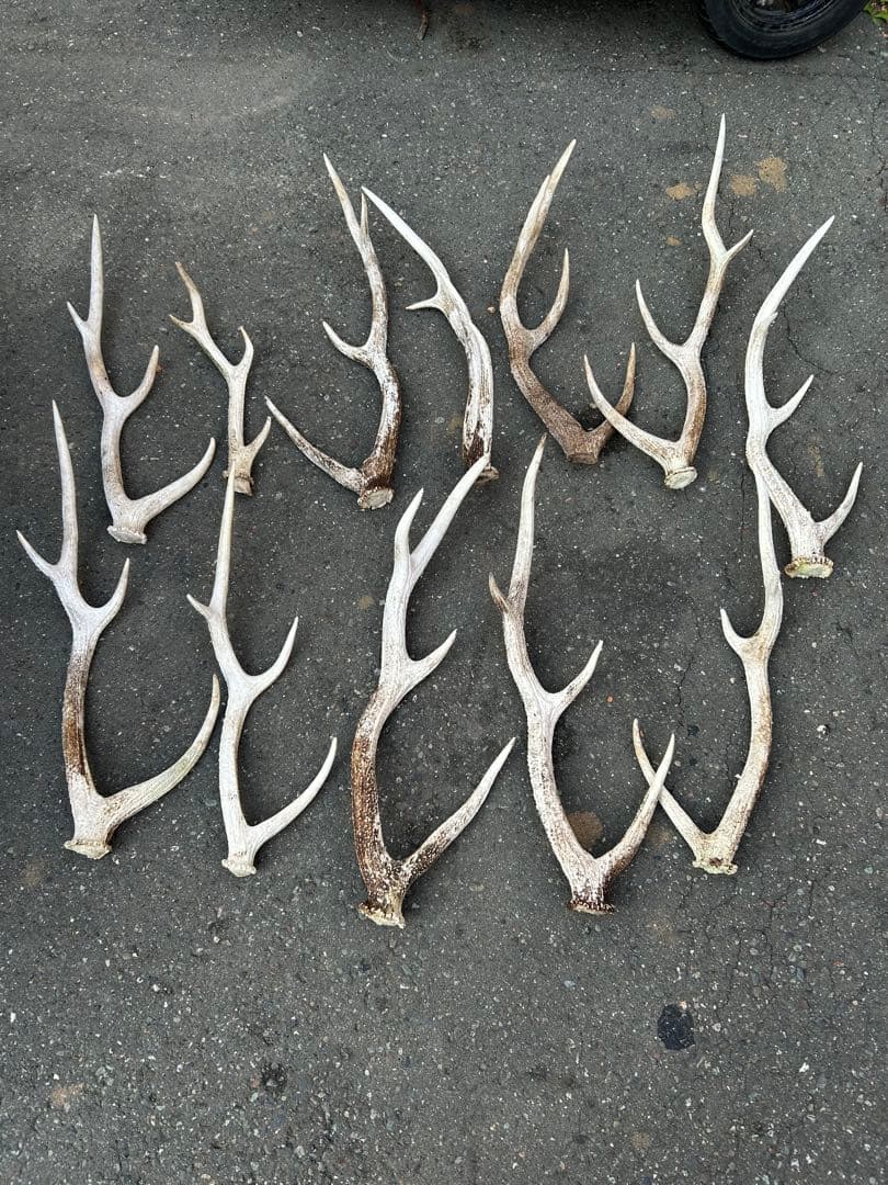 鹿の角　蝦夷鹿の角　12本プラス黒いの2本　計14本