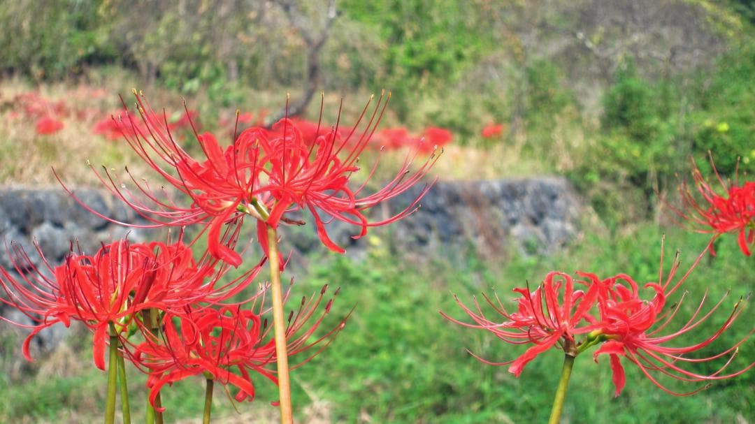 Canon S95 コンパクトデジタルカメラ