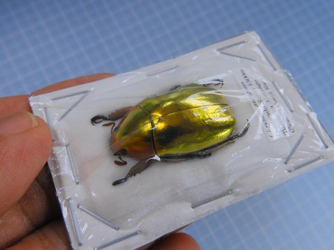 コスタリカ産　アウリガヌスキンイロコガネ　27mm