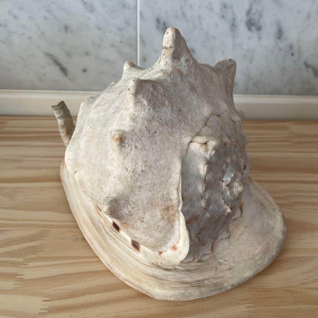 ☆美品•レア☆法螺貝•オブジェ置物/重量2.3kg☆