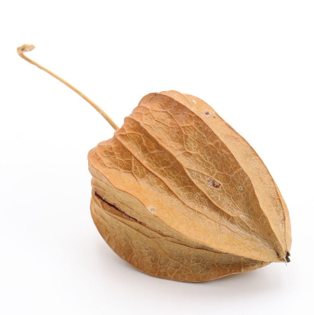 三代 中村尚濤済(喜太郎) 鬼灯 香合 乾漆 茶道具 共箱共布　rC799　N4