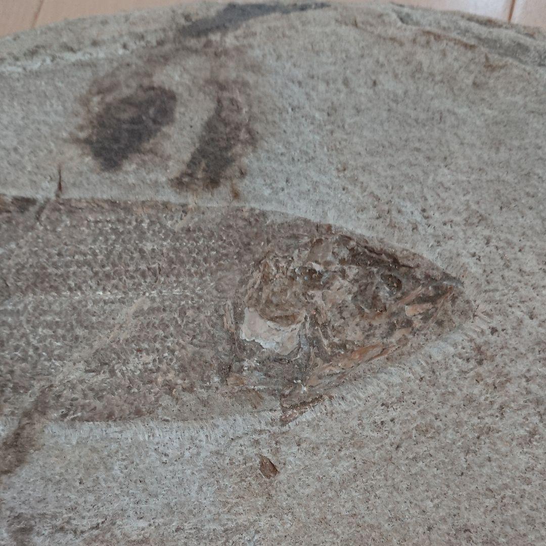 魚の化石