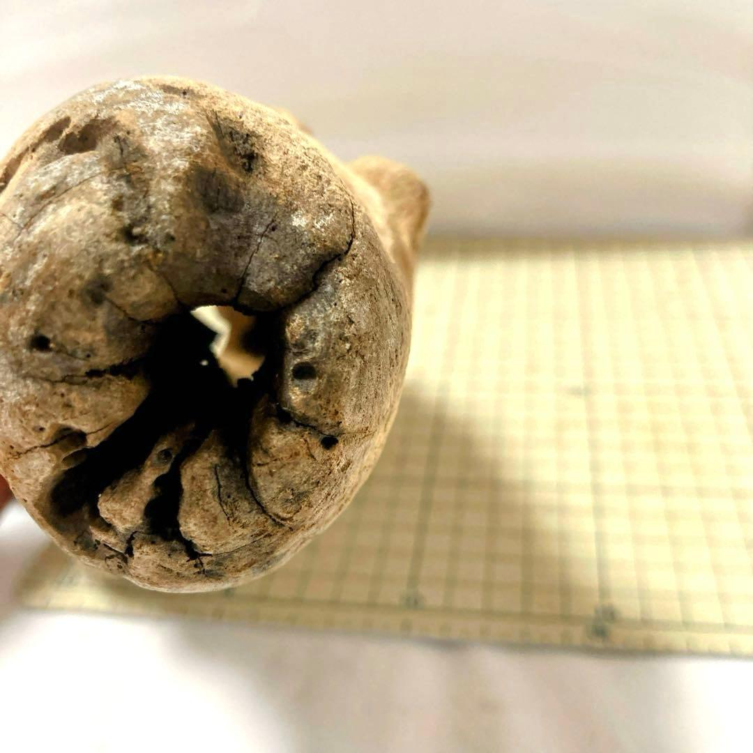 流木 その7 【自立型】自然沈水確認済み