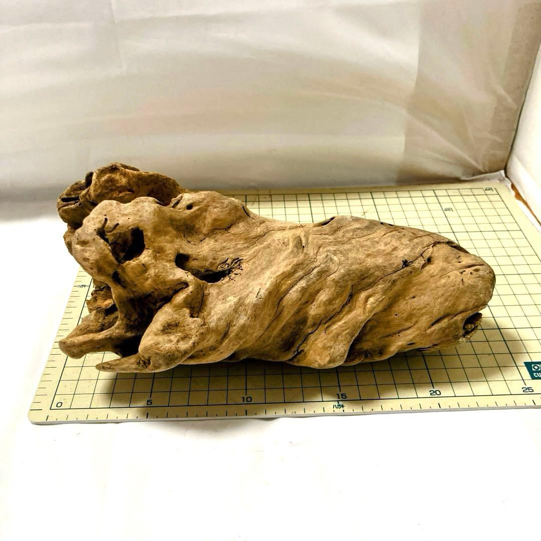 流木 その7 【自立型】自然沈水確認済み