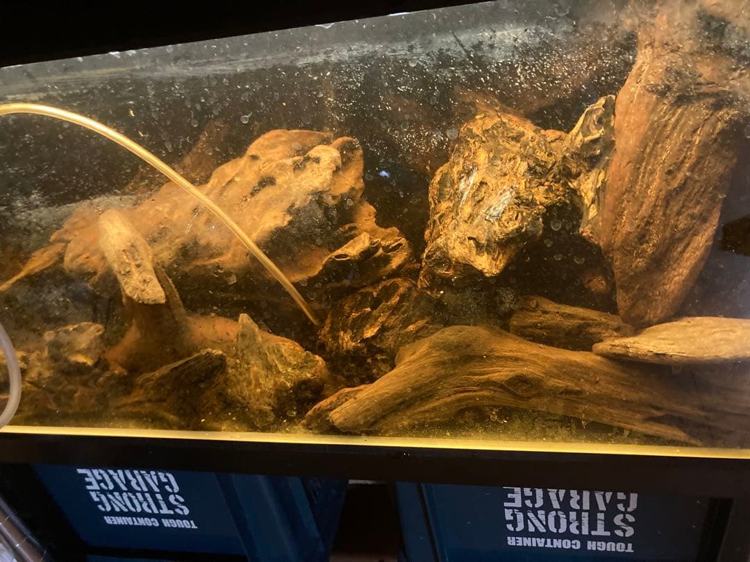 流木 その7 【自立型】自然沈水確認済み